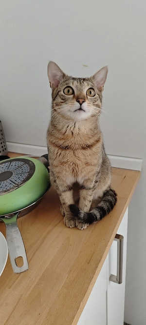 Lieber, aktiver Jungkater (1 Jahr) sucht liebevolles Zuhause