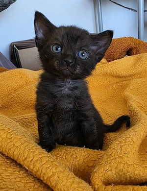 Sphynx   Devon Rex - Kitten :)