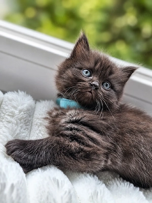 Bkh Blh Kitten      