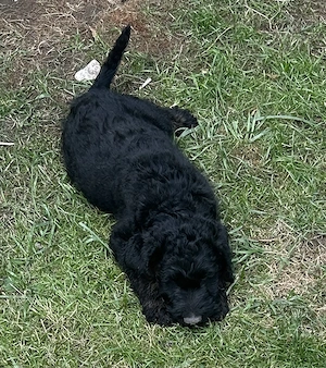 Labradoodle 