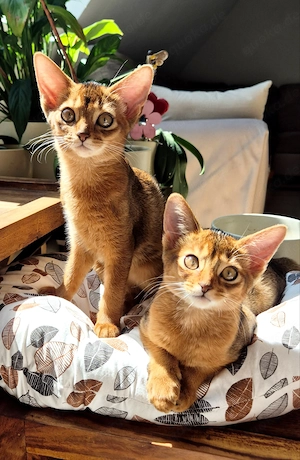 Unsere zwei Abessinier-Kitten suchen ab sofort ein liebevolles neues Zuhause.