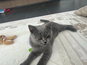 BKH Kater abzugeben 