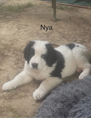 Landseer-Mix-Welpen