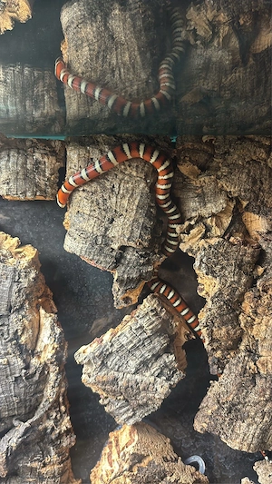 lampropeltis pyromelana pyromelana jungtiere 