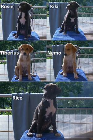 5 süße Labrador-Mischlings Welpen. 