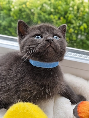 Bkh Blh Kitten      