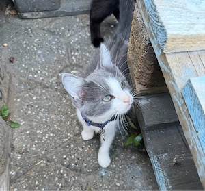 BKH Mix kitten