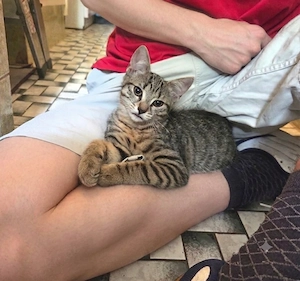  Traumhaft verschmuste & verspielte Kitten-Dame sucht ein liebevolles Zuhause! 