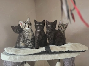 Süße Kitten Rasselbande