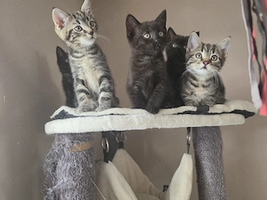 Süße Kitten Rasselbande