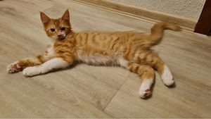 maine coon mix kitten 