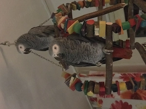 Graupapageien Sammy und Inge suchen ein neues Zuhause