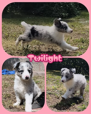 Border Collie Welpen zu verkaufen 