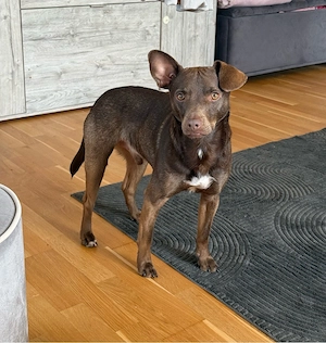 Aktiver Patterdale Terrier (3 J., kastriert) sucht erfahrenes Zuhause Bild 2
