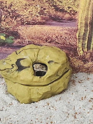 stenodactylus