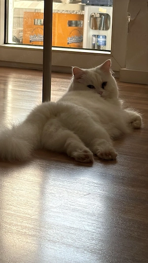 Verschmuste Perser-Siam-Katze sucht ein liebevolles Zuhause