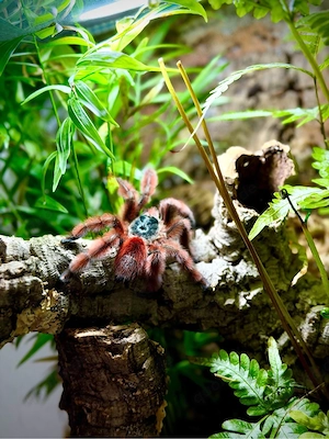 mehrere Vogelspinnen 