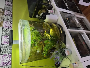 Tetra Panoramaaquarium abzugeben 