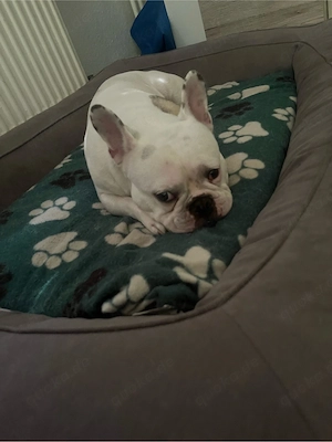Französiche Bulldogge Rüde