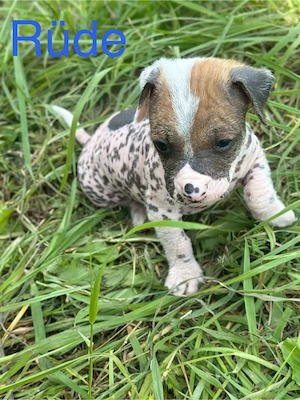 Hallo meine lieben Tierfreunde wir suchen ein neues zu Hause  