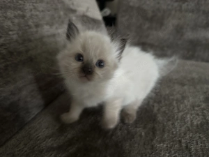     Zauberhafte Ragdoll-Kitten   ab Anfang September abzugeben