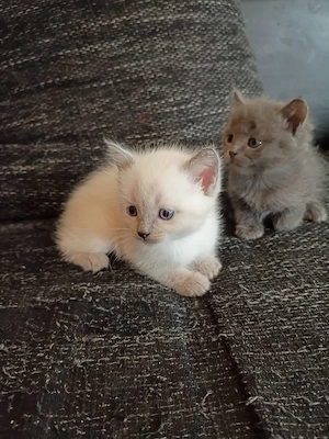 Ragdoll Bkh Kitten