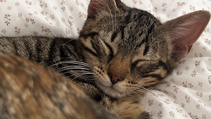 Zwei liebe Geschwister suchen gemeinsam ihr Für-immer-Zuhause