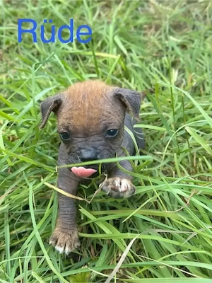 2 verspielte Rüden - Peruanischer Nackthund x Jack Russell Mix 