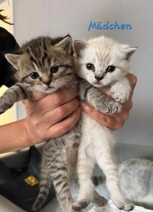 BKH Kitten BLH Britisch Kurzhaar Bild 3