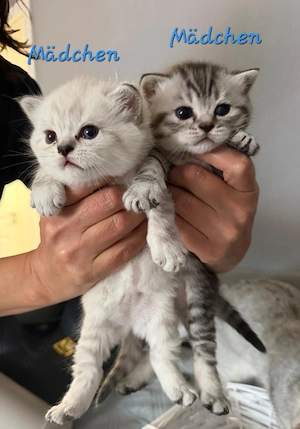 BKH Kitten BLH Britisch Kurzhaar Bild 4