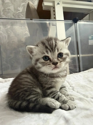 BKH Kitten BLH Britisch Kurzhaar Bild 2