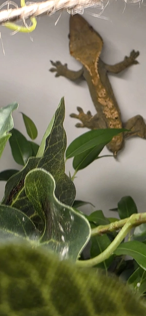 2Kronengecko mit Terrarium 