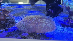 Meerwasser Aquarium Korallen LPS Funghia Rainbow