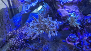 Meerwasser Aquarium Korallen SPS Montipora Starwars