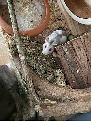 hamster dame abzugeben
