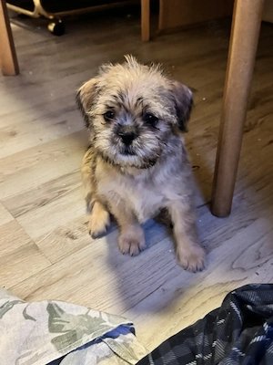Süsse  Welpen  suchen ein  kuschelplatz