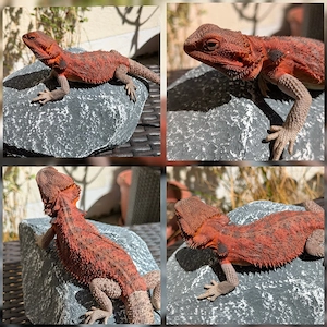 0.1 Red Monster Bartagame Pogona Vitticeps 
