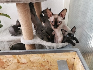 Kanadische Sphynx Kitten mit blauen Augen suchen ein Zuhause