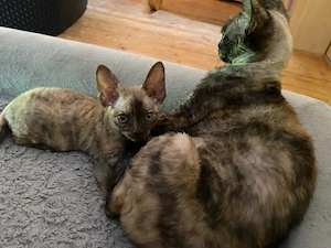 Devon Rex Mama mit Baby zusammen abzugeben!