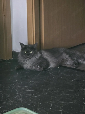 maine coon katze 
