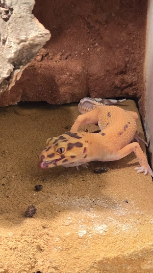 0.1 Afghan Tangerine Bell het. Eclipse Leopardgecko 