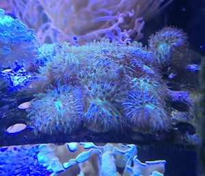 Meerwasser Aquarium Korallen Ableger LPS Fungia Raunbow