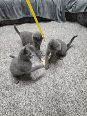Russisch Blau 3 4 - 1 4 Bkh kitten 