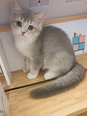 3 Britische kurzhaar kitten 