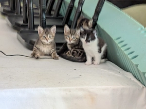 Süße Katerchen in liebevolle Hände abzugeben 