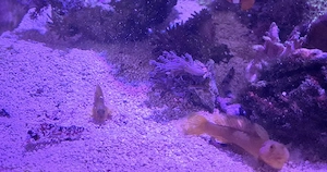 Meerwasser Aquarium Fische