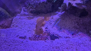 Meerwasser Aquarium Knallkrebs Zitronenwächtergrundel 