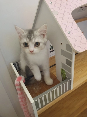 3 Britische kurzhaar kitten 