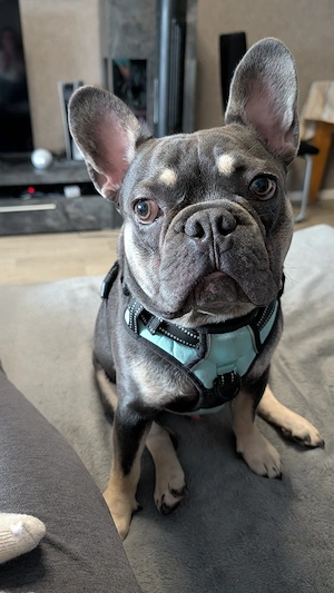 französische Bulldogge Rüde  10 Monate alt.