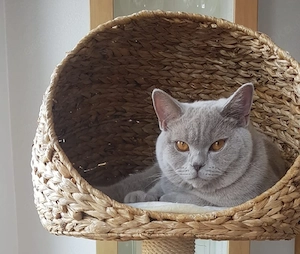 Hübsche Bkh Dame sucht Liebhaberplätzchen. 